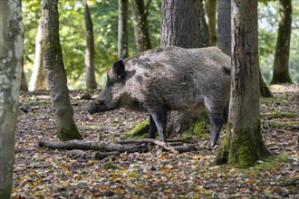 Wild boar (Sus scrofa), boar, Vulkaneifel, Rhineland-Palatinate, Germany, Europe