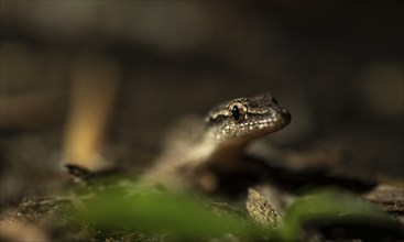 Fringed lizard or Anoli, Tortuguero National Park, Costa Rica, Central America