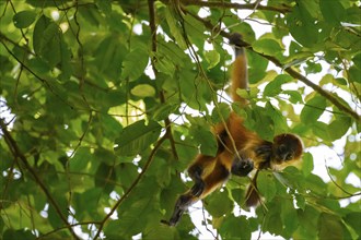 Young Geoffroy's spider monkey (Ateles geoffroyi) climbing a tree in the jungle, Tortuguero