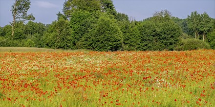 Poppy flower (Papaver rhoeas) and camomile, Münsterland, North Rhine-Westphalia, Germany, Europe