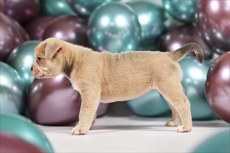 Cute 6 weeks old healthy cream colored French Bulldog dog puppy with tail standing in front of