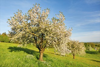 Free-standing apple trees in full bloom amidst flower meadows and with a view towards Lake