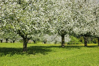 Apple tree orchard in full bloom, Canton Thurgau, Switzerland, Europe