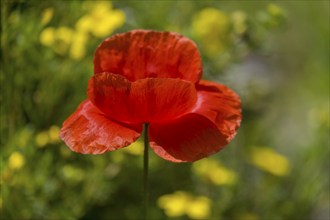 Corn poppy (Papaver rhoeas), Münsterland, North Rhine-Westphalia, Germany, Europe