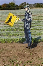 Scarecrow figure of man holding flag bird of prey to scare birds away from salas crop, Bawdsey,