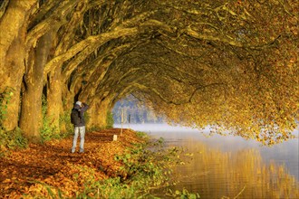 Autumn colours on the Platanen Allee, Hardenberg Ufer, lakeside path on Lake Baldeney, near Haus