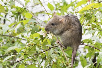 A juvenile Norway rat (Rattus norvegicus) clings to a twig and nibbles on a leaf in the midst of