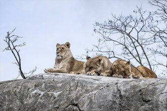 Lions (Panthera leo), Emmen Zoo, Netherlands