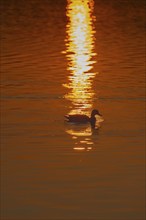 Mallard (Anas platyrhynchos), sunrise, Hopfensee, near Füssen, Ostallgäu, Allgäu, Upper Swabia,