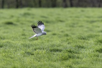 Hen harrier (Circus cyaneus), Emsland, Lower Saxony, Germany, Europe