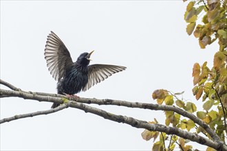 A common starling (Sturnus vulgaris) on a branch spreading its wings, courtship, courtship