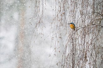 Common kingfisher (Alcedo atthis) sitting on willow branch, snowfall, winter, Hesse, Germany,