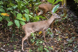 White-tailed deer (Odocoileus virginianus), two females in the rainforest, Manuel Antonio National