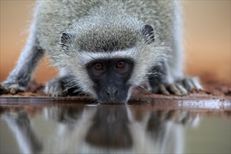 Vervet Monkey (Chlorocebus pygerythrus), adult, drinking, portrait, at the water, Kruger National