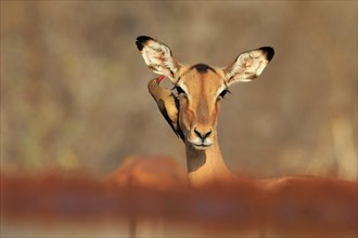 Black heeler antelope (Aepyceros melampus), adult, female, portrait, with red-billed oxpecker