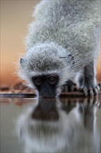 Vervet Monkey (Chlorocebus pygerythrus), adult, drinking, portrait, at the water, Kruger National