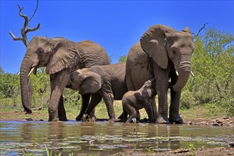 African elephant (Loxodonta africana), adult, female, young, suckling, two mothers with young of