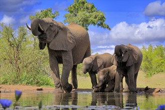 African elephant (Loxodonta africana), juvenile, mother, adult, female, group, at the water,