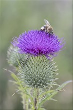 Honey bee (Apis mellifera) on creeping thistle (Cirsium hydrophilum), Emsland, Lower Saxony,