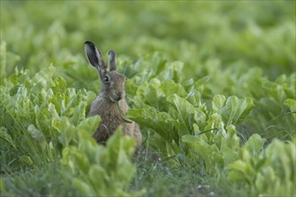 Brown hare (Lepus europaeus) adult animal feeding in a farmland sugar beet field in the summer,