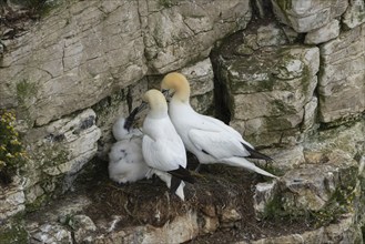 Northern gannet (Morus bassanus) two adult birds on a nest with a juvenile baby chick on a cliff