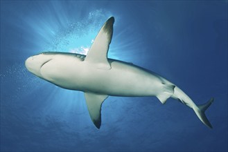 Grey reef shark swims close to the viewer through blue water sea, above sun rays, Pacific Ocean