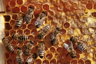 Bees and honey, Krasnodar, Russia, Europe