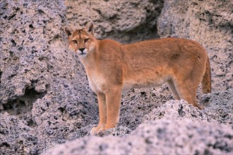 Female Cougar foraging, South America, Chile, Torres del Peine NP, Felis concolar patagonia, Torres