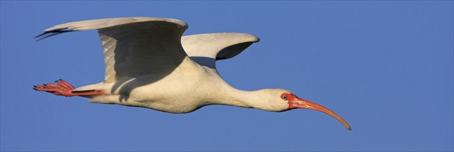 Snowy ibis, (Eudocimus albu), White ibis, Joe Overstreet Landing, Everglades NP, Florida, USA,