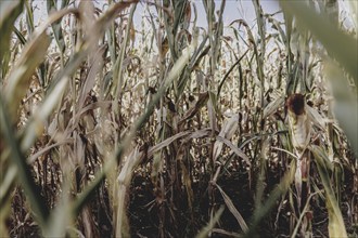 Dried corn, photographed in Bad Dürrenberg, 28/08/2024