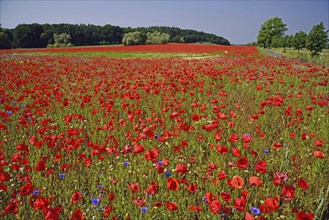 Europe, Germany, Mecklenburg-Western Pomerania, Poppy field near Göhren-Lebbin, Göhren-Lebbin,