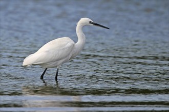 Little egret (Egretta garzetta), Raysut, Salalah, Dhofar, Oman, Asia