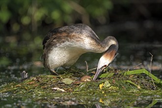 Great Crested Grebe (Podiceps cristatus), adult bird turning an egg in the nest, with chicks on its