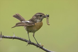 Stonechat, female with prey, (Saxicola rubicola), Hungary, Europe