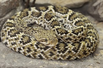 Mexican west coast rattlesnake (Crotalus basiliscus), juvenile, captive, occurrence in Mexico