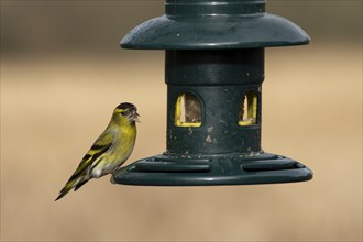 Siskin (Spinus spinus) adult male bird feeding at a garden bird feeder, Suffolk, England, United