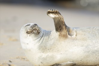 Common seal (Phoca vitulina) adult animal resting on a seaside beach, Norfolk, England, United