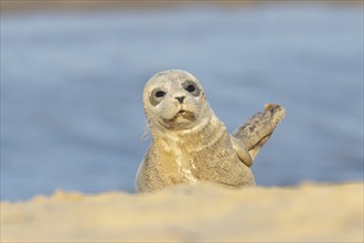 Common seal (Phoca vitulina) juvenile baby pup animal resting on a seaside beach, Norfolk, England,