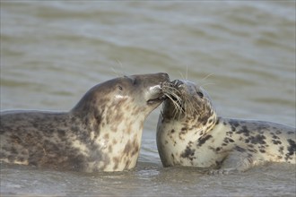 Grey seal (Halichoerus grypus) two adult animals courting and playing together in the surf of the