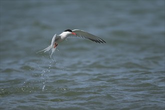 Common tern (Sterna hirundo) adult bird emerging from the sea after diving down for food, Suffolk,