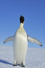 Emperor penguins (Aptenodytes forsteri), Adult Spreading Wings, Snow Hill Island, Antartic