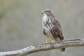 Steppe buzzard (Buteo buteo) sitting on a branch, wildlife, Siegerland, animals, birds, birds of