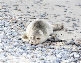 Sick, young harbour seal (Phoca vitulina vitulina) lying exhausted on beach with sand and pebbles,