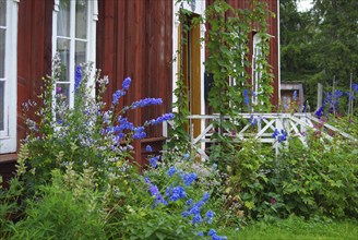 Blooming garden with wooden house, full of colourful flowers in an idyllic landscape, Jamtli