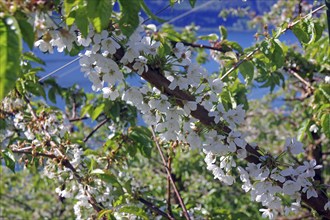 Close-up of white flowers on a branch against a blurred background, spring, fruit-growing area,