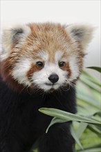 Red panda (Ailurus fulgens), portrait, captive, occurrence in Asia