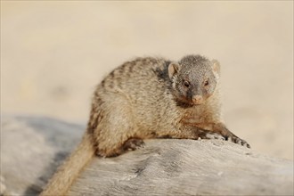 Banded mongoose (Mungos mungo), juvenile, captive, occurrence in Africa