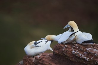 Close-up of Northern gannet (Morus bassanus) in spring (april) on Helgoland a small Island of