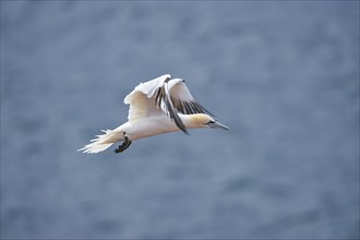 Close-up of Northern gannet (Morus bassanus) in spring (april) on Helgoland a small Island of