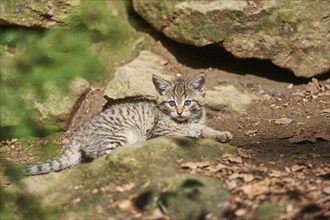 Close-up of European wildcat (Felis silvestris silvestris) kitten in spring in the bavarian forest